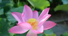 尼康18-300镜头的功能与性能评测（一镜搞定多种拍摄需求，尼康18-300镜头值得拥有）