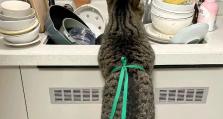 怎么刷猫碗ai,揭秘如何利用猫碗AI轻松实现智能养宠体验