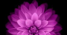 苹果手机紫色壁纸,苹果手机壁纸下的时尚风情